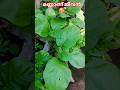 മണ്ണിൻ കൂട്ടാളി 🥰/Subscribe for more videos 👍
