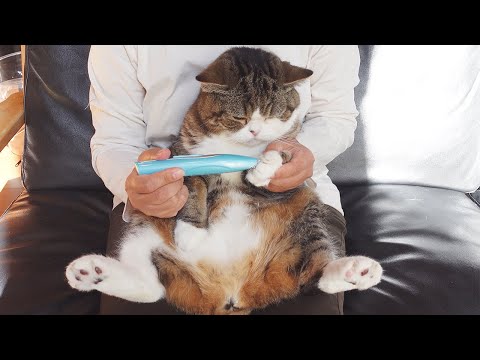 肉球のはみ毛をカットされるねこ。-I trim cat's furs of pads.-