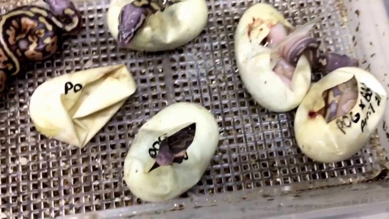 seasons in the sun BALL PYTHON BREEDING SEASON 2016 - 1ST CLUTCH - BLACK PASTEL BUTTER GHOST X PASTEL GHOST RESULTS