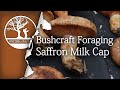 Bushcraft Foraging Mushrooms: Saffron Milk Cap