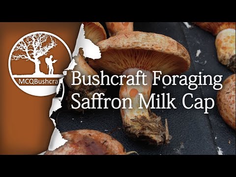 Bushcraft Foraging Mushrooms: Saffron Milk Cap