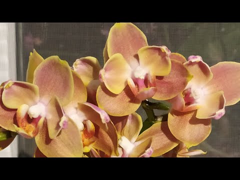Video: Фаленопсис орхидеясын кантип көчүрүү керек