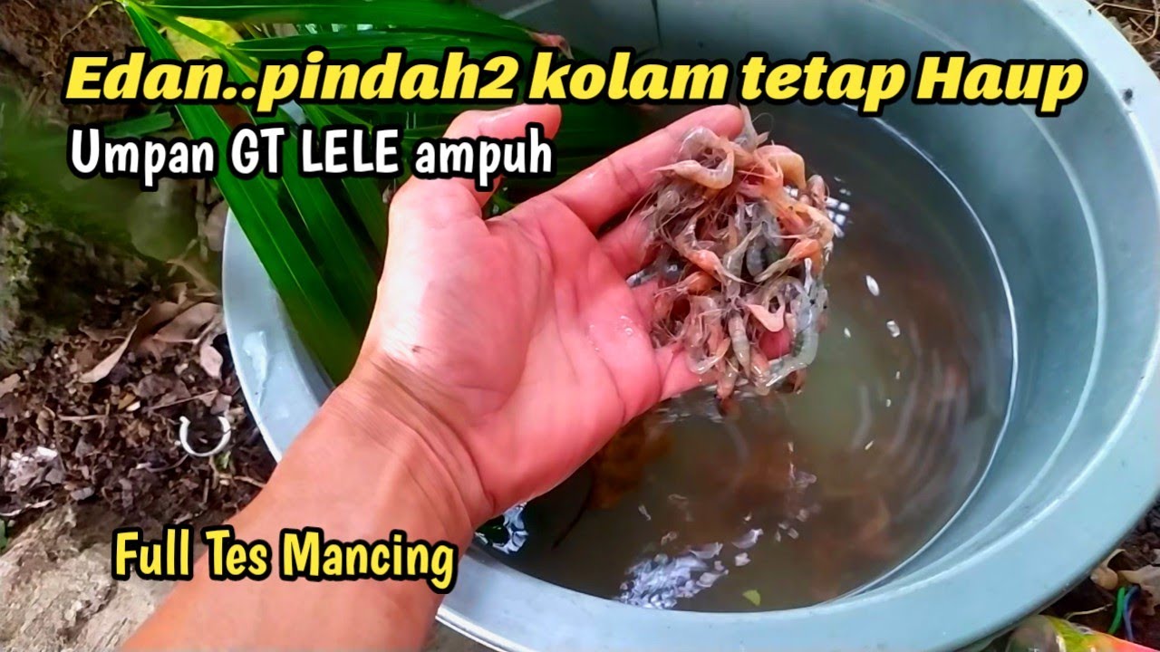 Edian..umpan ini pindah2 kolam tetap haup! Umpan ampuh Galatama lele