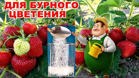 ВСЕГДА ОБЛИВАЮ ЭТИМ КЛУБНИКУ ВЕСНОЙ.ПОТОМУ,ЧТО УРОЖАЙ БУДЕТ КОСМИЧЕСКИЙ.ПОДКОРМКА ЯНТАРНОЙ КИСЛОТОЙ.