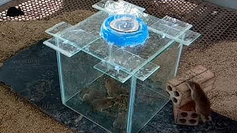 New Creative Idea / Box Glass Mouse Trap | DIY Homemade Mouse Trap