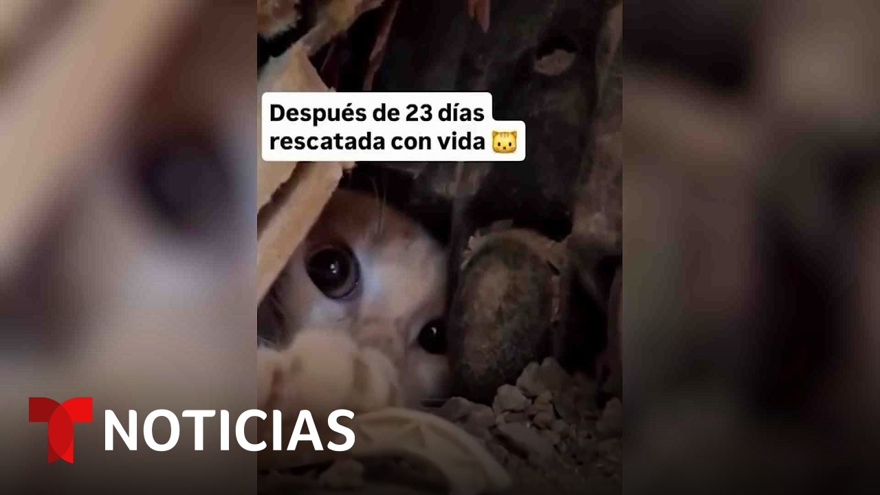 Una gata sobrevive 23 días bajo escombros tras terremoto en Venezuela | Noticias Telemundo