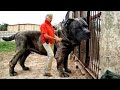 {🐕 பயங்கரமான   தோற்றமுள்ள உலகின் மிகப்பெரிய   பெரிய  நாய்கள்  🐕🐕 }  biggest Dog in the World