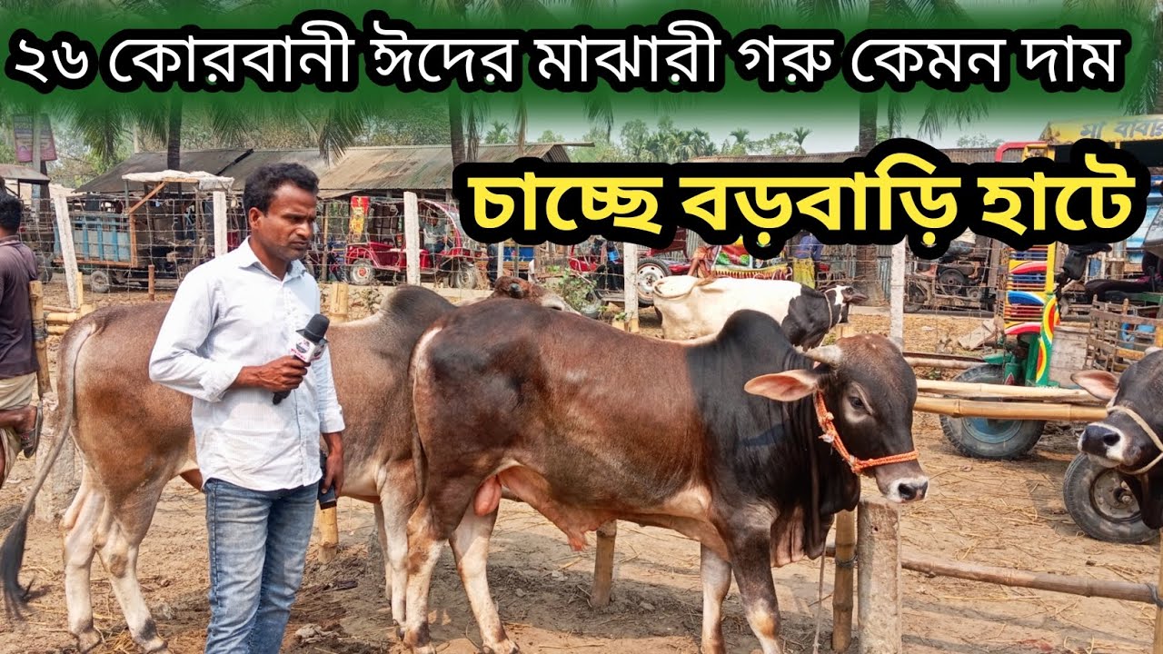 ৮মার্চ ২০২৬| ৫০ থেকে ১লক্ষ্য টাকার ভিতরে বিক্রি হচ্ছে কোরবানীর গরু বড়বাড়ী হাটে!