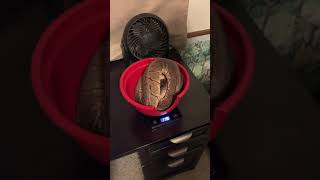 Vlog #5 Ball Python weigh in day, and SHE ALMOST GOT ME!