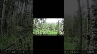 Black Bear Cub on GardePro Trail Cam #shorts
I left my GardePro Trail Cameras on public land for four months, and returned to find hundreds of photos and videos.
Here is a clip of a black bear cub caught right here, in Alberta Canada.
If you like Trail Camera Reveals plus hunting, fishing and camping videos please SUBSCRIBE.
I post new full-length videos each Thursday and daily shorts.
#blackbear #bear #trailcam #wildlife #shorts #gardepro Black Bear Cub on GardePro Trail Cam #shorts