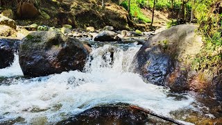 Magical Morning Forest Sounds, River Sounds and Birds Chirping, ASMR