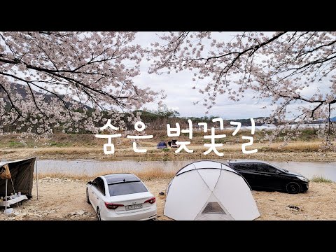 🌸숨은 벚꽃 명소🌸천안 북면 위례 벚꽃 #천안벚꽃 #천안북면 #북면위례벚꽃