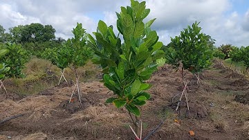 Cách Chăm Sóc Cây Mít Con Nhanh Phát Triển