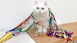 もふもふ猫の誕生日を全力でお祝いしました祝歳