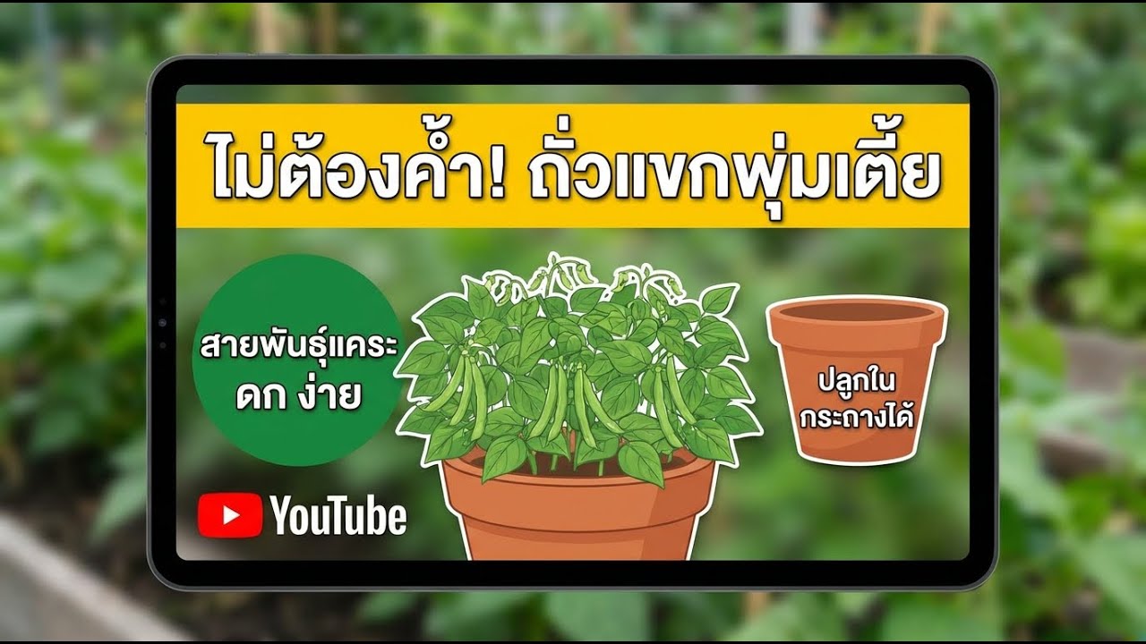 ปลูกถั่วลันเตาเตี้ย ไม่ต้องทำไหล่ ไร้ค้าง เหมาะกับกระถาง