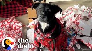 Pittie Obsessed With Santa Gets The Ultimate Surprise | The Dodo