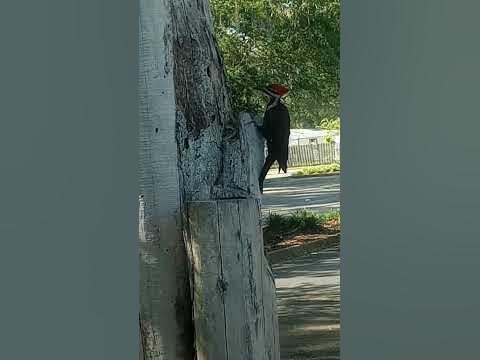 Hood Pecker - YouTube