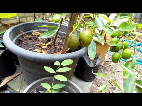 วีดีโอ: ปลูกมะกอกในภาชนะ - วิธีปลูกต้นมะกอกในกระถาง
