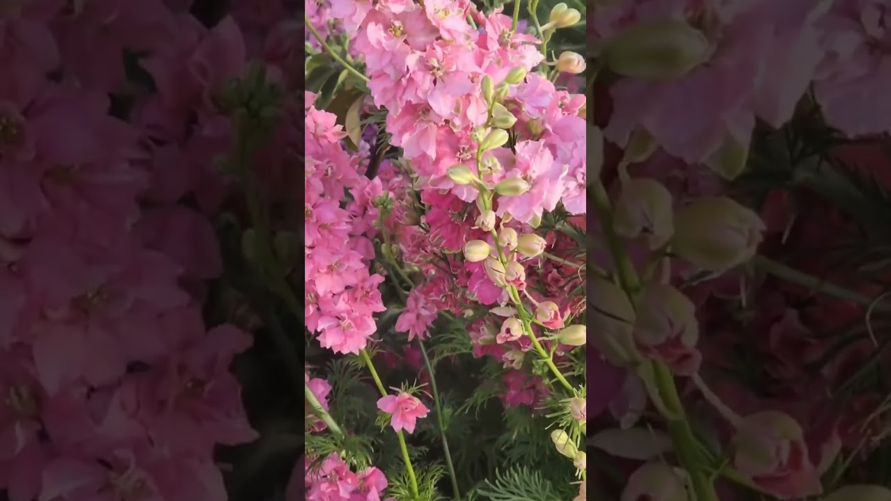 Spring Flowers | Spring in Australia 