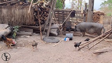 Kuv tus niam tsev wb mus pub qaib pem xas nas