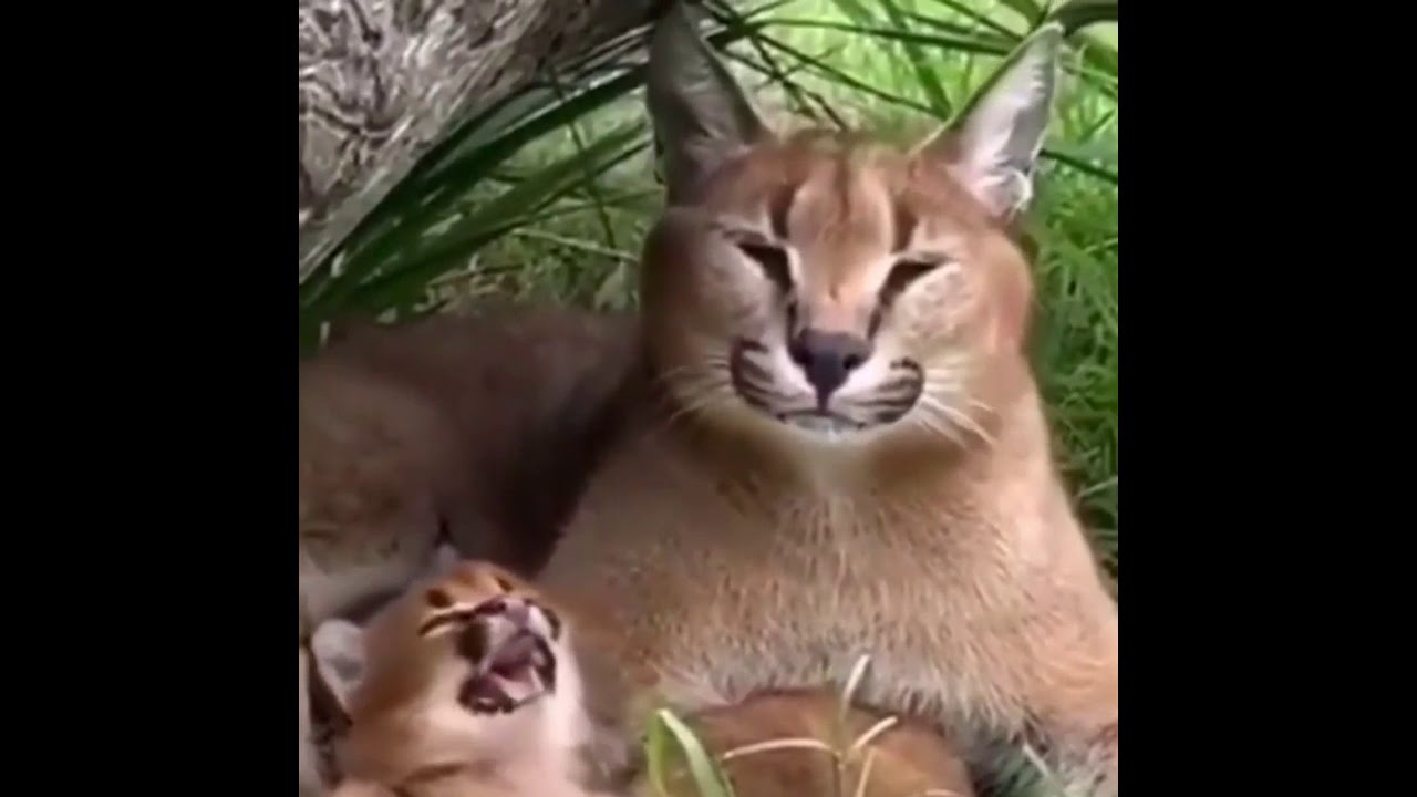 kimbo the wild cat (floppa) : r/aww