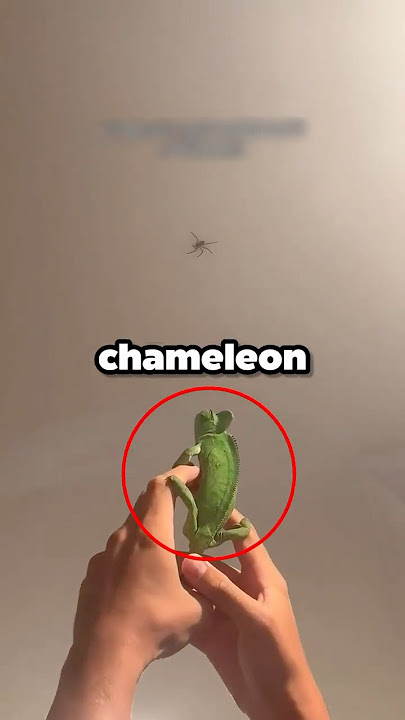Getting Rid of a Spider Using a Chameleon! 😂 (shelbywalterr)