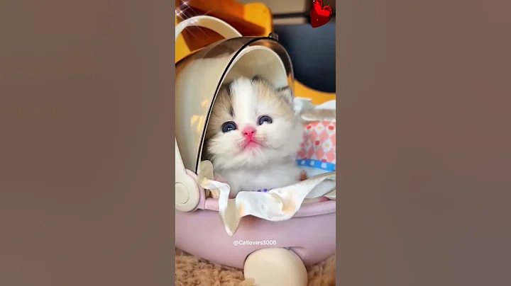 Video 11018841: cat kitten, kitten cute beautiful