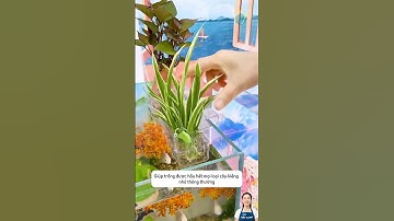 Giỏ trồng cây thuỷ tạo cảnh quan trên thành bể cá và giúp làm sạch nước #aquatic #shorts