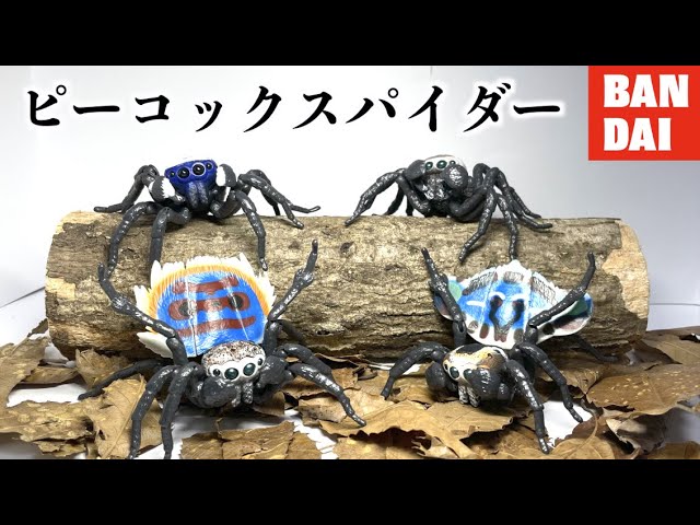 Latest] Peacock Spiders are the best [BANDAI/Peacock Spiders: The
