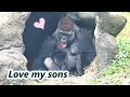 Sweet moments between gorilla daddy djeeco and two sons  