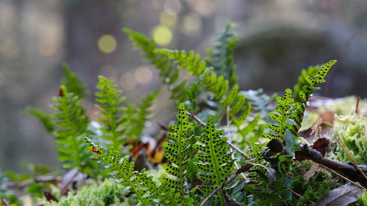 Осенняя тайга Таштагола, река Уруш в окрестностях Спасска.