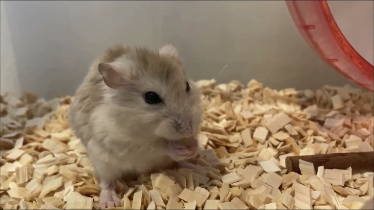 キャベツあげてみた🥬　もぐもぐタイムのハムちゃん🐹　#ジャンガリアンハムスター #hamster 
