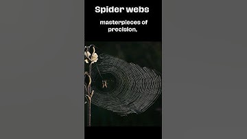 Spider Webs - Amazing Creations of Nature #nature #shortsvideo #shorts #spider #web #spiderweb
