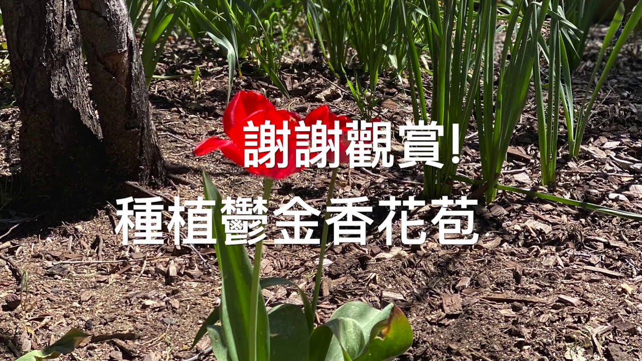 Plant Tulip Bulbs in Southern California, 在南加州種植鬱金香花苞 YouTube