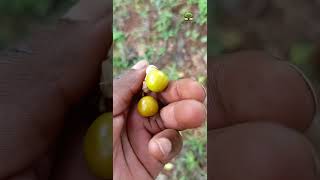 🌿 This “wild weed” is actually GOLDEN GOOSEBERRY?! 🤯