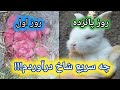 سرعت رشد بالای خرگوش پرورش خرگوش درآمد پرورش خرگوش آموزش پرورش خرگوش
