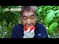 [139회] 토마토 부자농부! 연매출 10억원 달성?