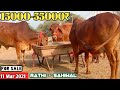 15000 to 55000 Sahiwal & Rathi Cow 12-15 Liter Milk Cow For Sale by Dhyanchand 📲9992911354 Farm Talk