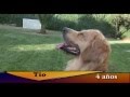 Un perro en la ciudad - Documental