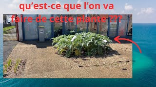 on va faire quoi avec cette plante