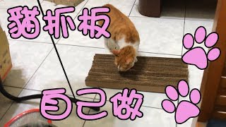 DIY貓抓板(紙板型)【Ann's channel】