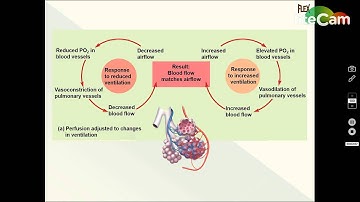 Ventilation Perfusion Coupling