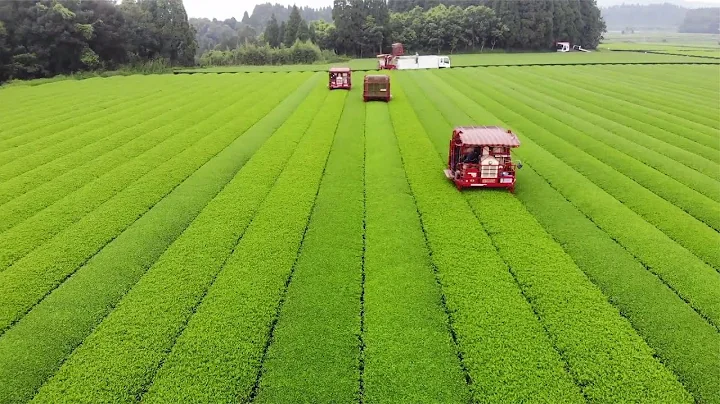 茶叶的一生｜现代农业种植和收获绿茶｜绿茶制茶工艺 - 天天要闻