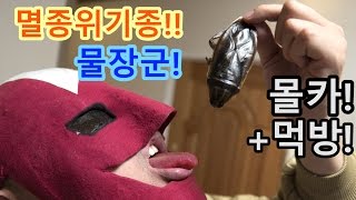 [우마]멸종위기종?!! 물장군을 먹어보자!! 물장군 몰카, 몰래카메라!! Eating Giant water bugs!  Giant water bug Prank!!