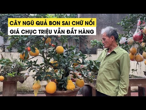 Video Cây ngũ quả bon sai chữ nổi giá chục triệu vẫn đắt... - youtube