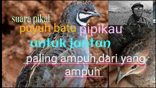 Suara pikat burung betina,puyuh batu.pipikau untuk jantan.