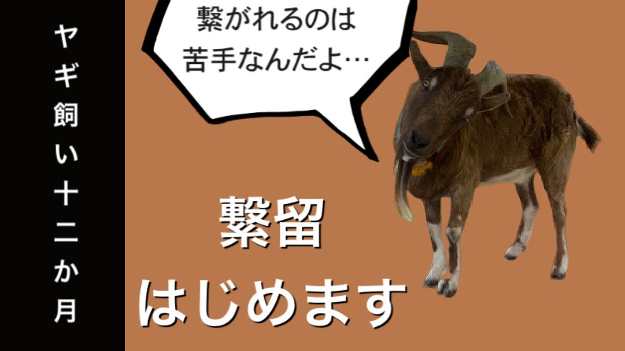 ヤギ飼い十二か月 除草してくれないヤギの実態 繋留のポイントなど Youtube ヤギ飼い十二か月 除草してくれないヤギの実態 繋留のポイントなど Youtube