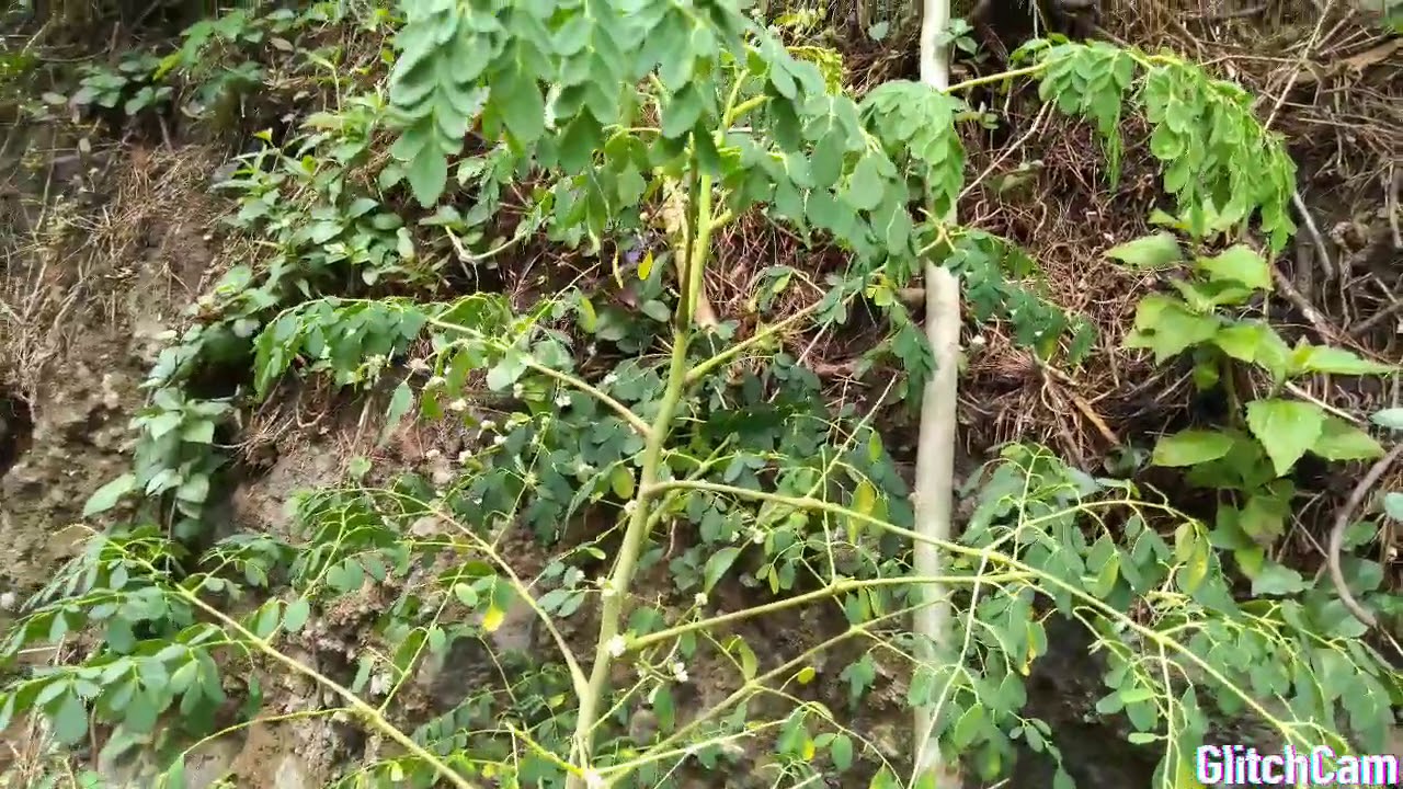 khasiat#daun#kelor# 