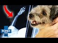 Owner Accidentally Runs Into Dog And Breaks His Leg 😭🦴 Bondi Vet Clips | Bondi Vet