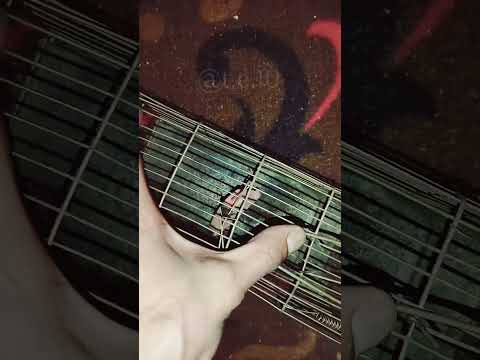 تجهيز مصيدة للفأر Shorts